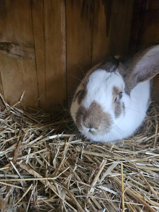 Królik srokacz niemiecki