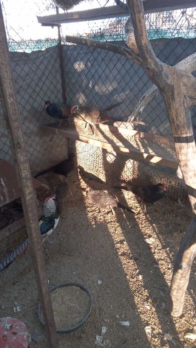 bażant łowny-młode