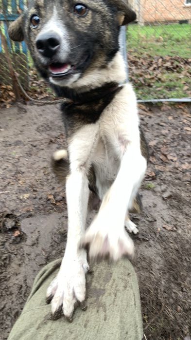 Песик шукає сімʼю ! Віддаємо песика люблячим людям. НЕ ДЛЯ ЛАНЦЮГА !