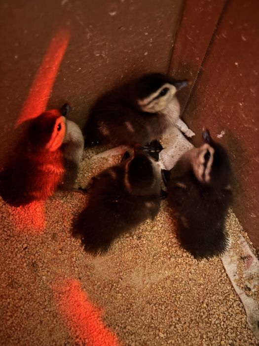Patos ornamemtais bebes