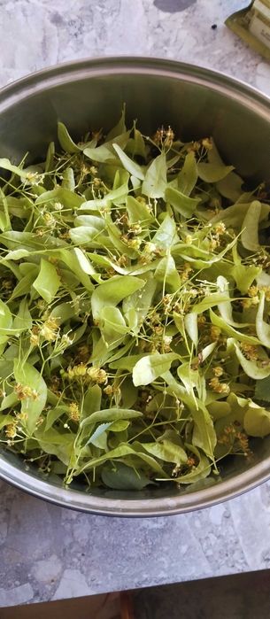 Цвіт липи цьогоріч