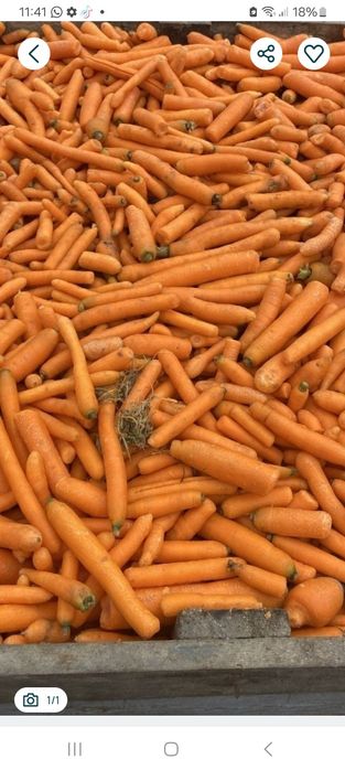 Marchew dla zwierząt odpadowa