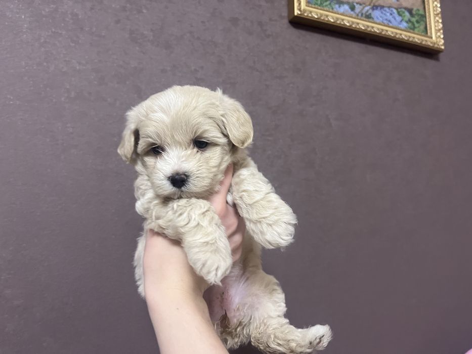 У наявності цуцики мальтіпу готові до бронювання