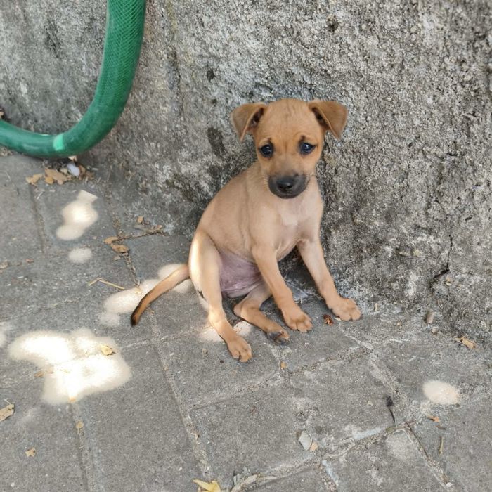 Pinscher - fêmea