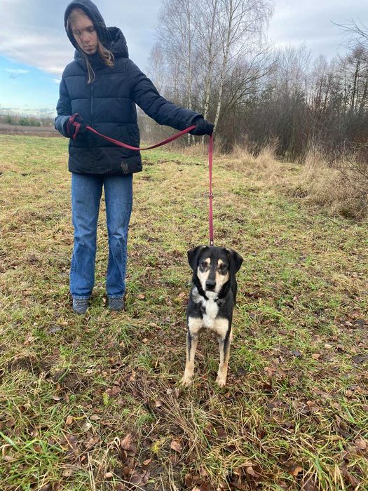 Szary i niewidzialny Leszek do pilnej adopcji