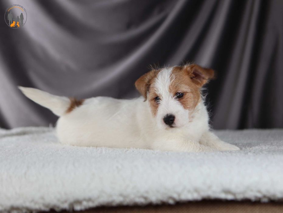 Jack Russell Terrier ZKwP FCI piesek rezerwacja