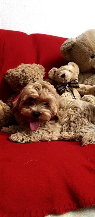 Мальтіпу дівчата міні