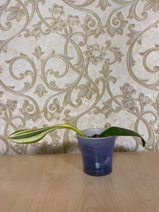 Сансевіерії продам