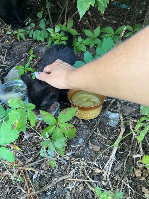 Kocięta czarne szukają domu