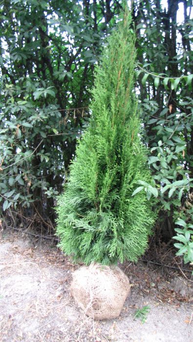 Tuja tuje Szmaragd 80-,400cm. od 10 zł kopana -20% wiosenna promocja