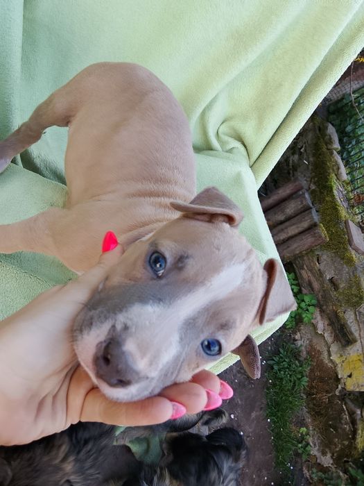 Amstaff suczka skończone 8 tyg gotowa do odbioru