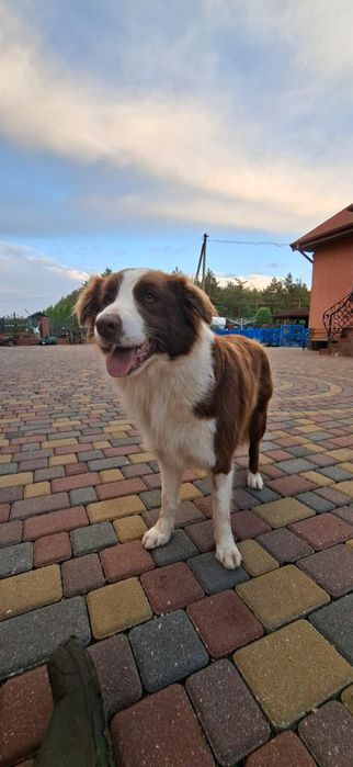 Border Collie szczeniak