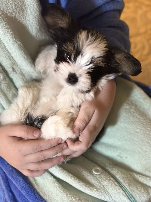 Цуценята бівер-йорк терʼєра — маленьке щастя у ваш дім