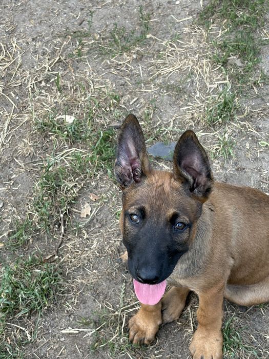 Owczarek Belgijski Malinois