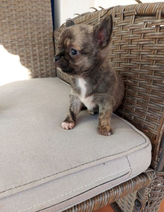 Excelente Chihuahua com Lop (Pedigree)