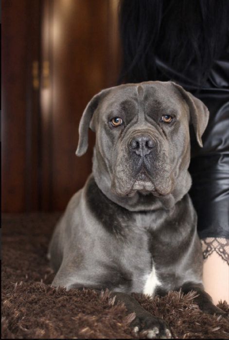 Cane corso Italiano-щеночки
