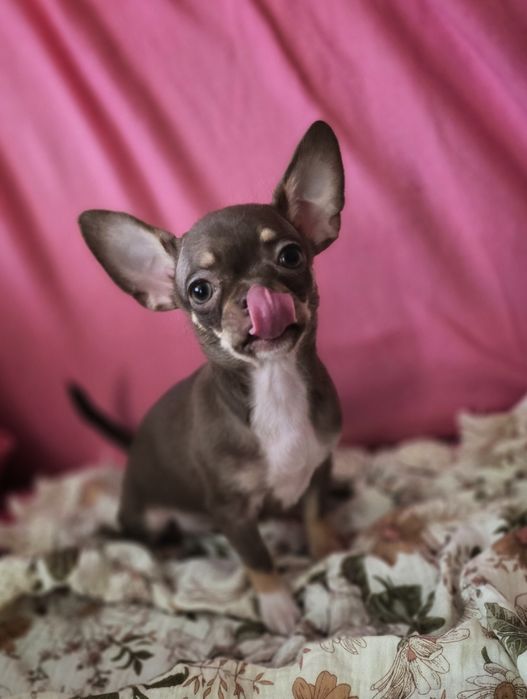 Chihuahua suczka choco tricolor *** Mocha*** Gotowa do odbioru
