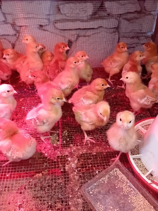 Pisklaki araucany pisklaki rosy kury Rosy kury araukany ekologiczne