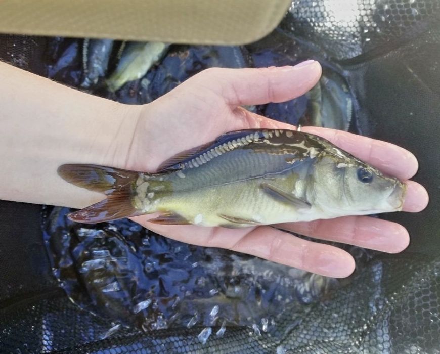 Karp 15-20cm lin amur sandacz