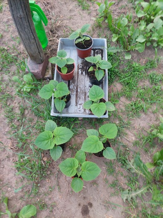 Sadzonki drzewo tlenowe paulownia oxytree, gratis system nawadniający