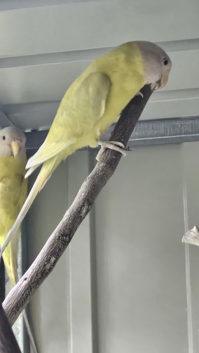 Cabeça de ameixa F.Diluida