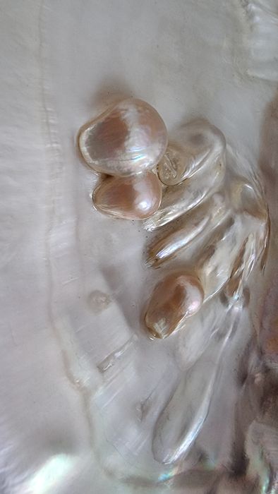 Madreperla - Pinctada margaritífera
