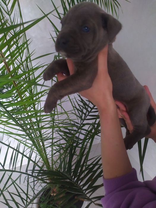 Цуценята Кане корсо