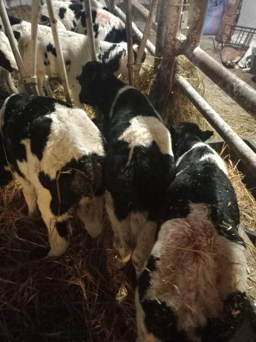 Byki cielaki 1,5 miesiąca