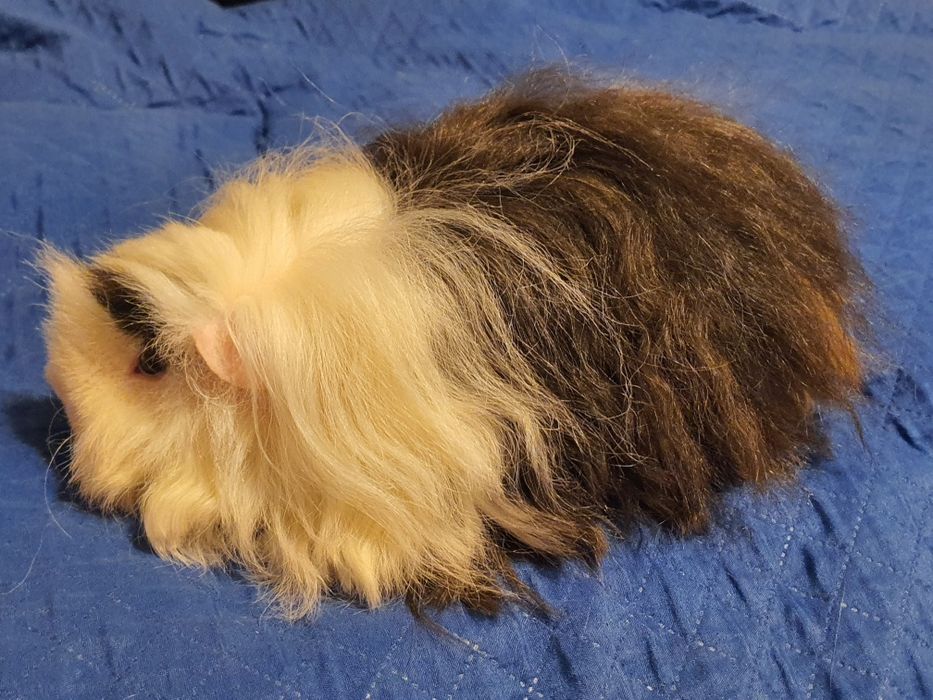 Świnki morskie rasowe