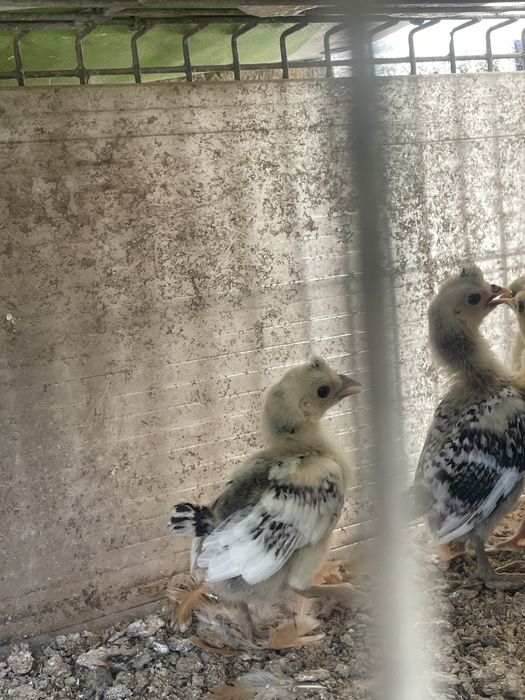 Garnizo appenzeller spitzhauben