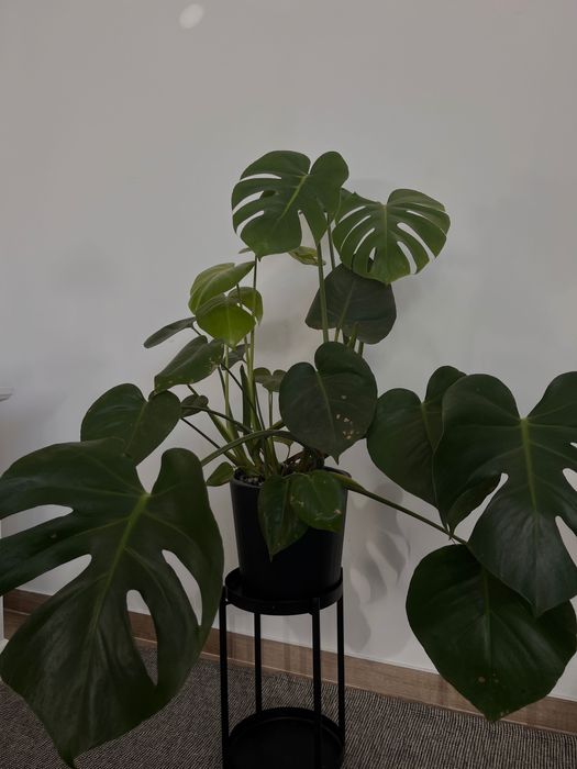 planta Monstera com um ano de idade