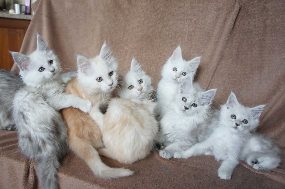 Maine Coon -ns11 - shaded  - rodowód FPL - kocurek