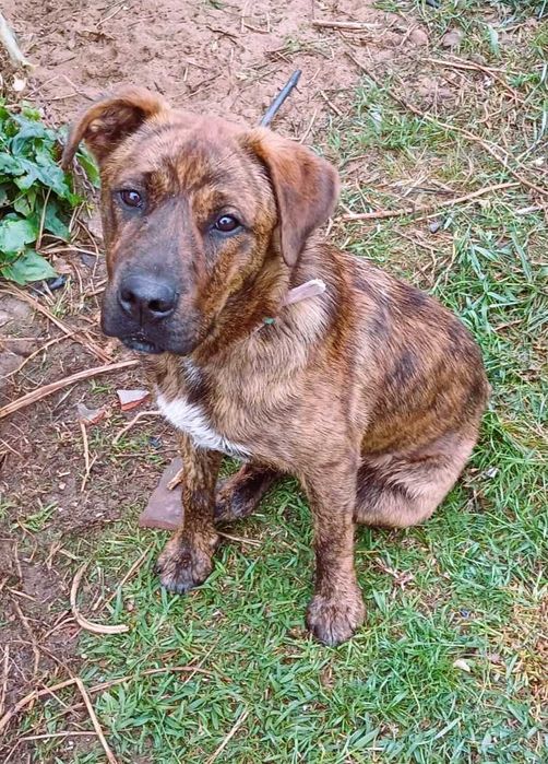 Cachorro Juvenil Arraçado de Boxer e Labrador