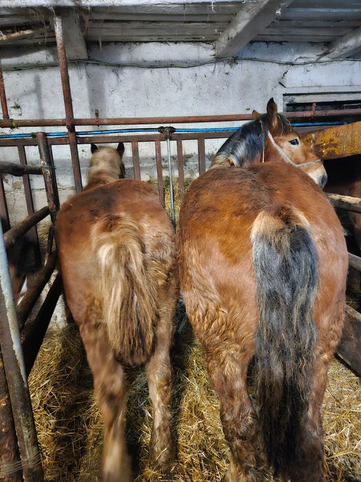 Sprzedam konie Zimnokrwiste