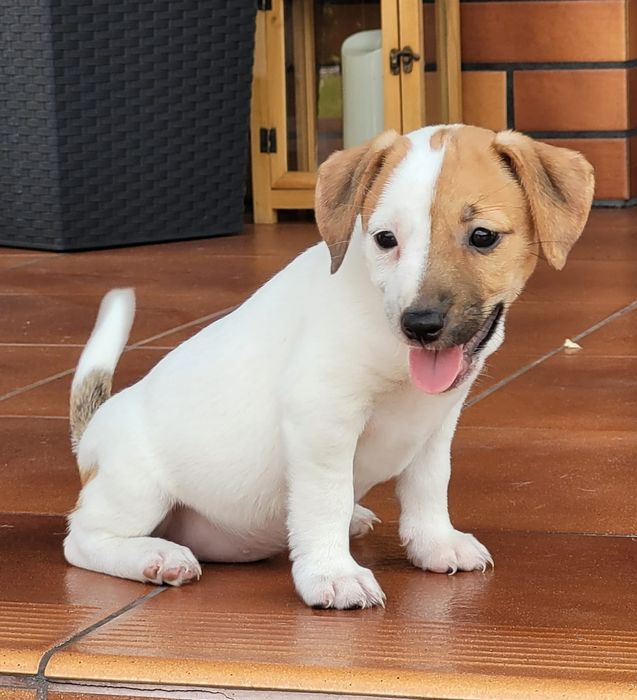 Jack Russell Terrier