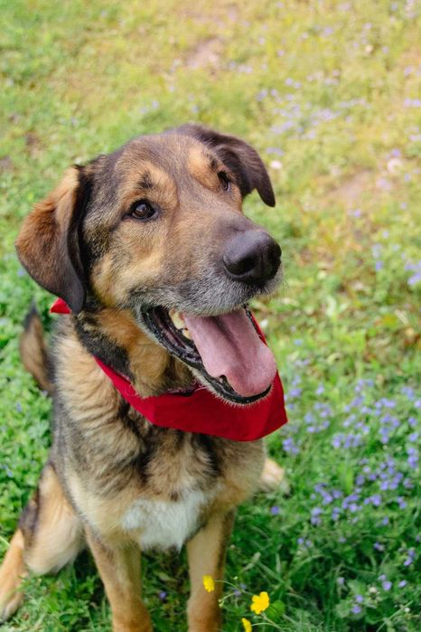 Maniuś - pies do adopcji, który swoją miłością rozgrzeje każde serce!