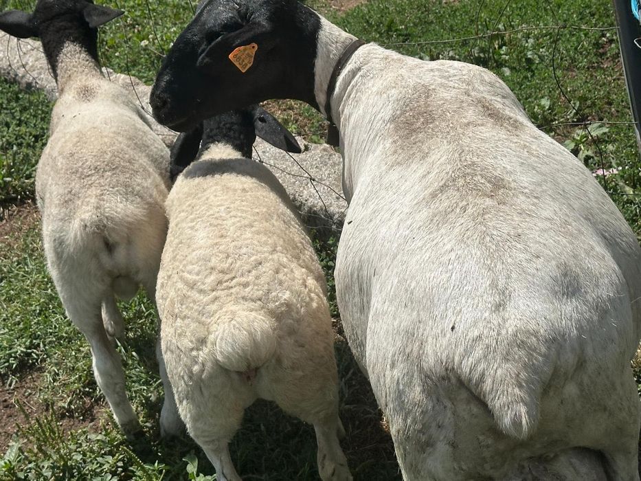 Macho dorper puro
