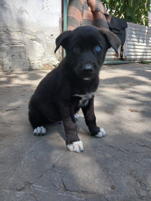 Віддам цуценят в добрі руки