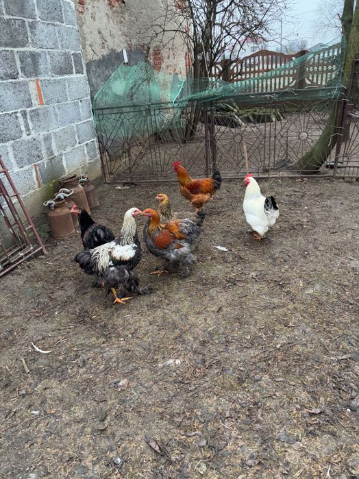 Koguty brahma i inne