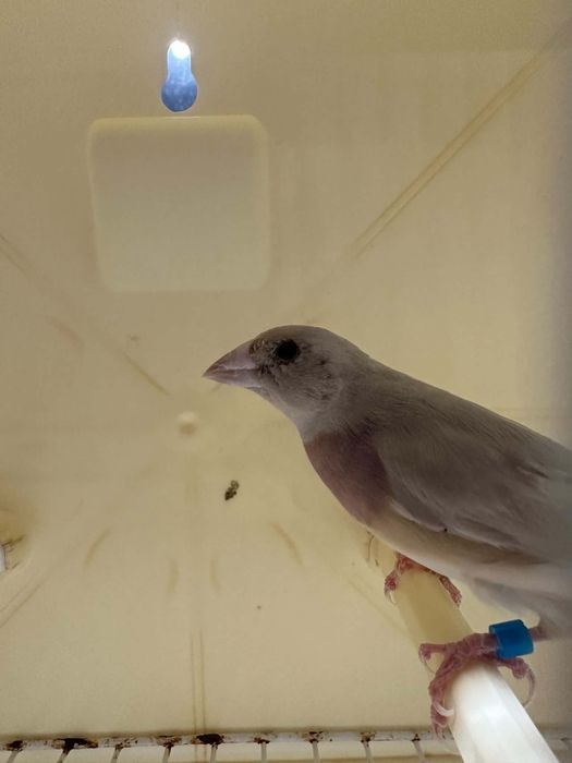 Diamante gould fêmea 2025