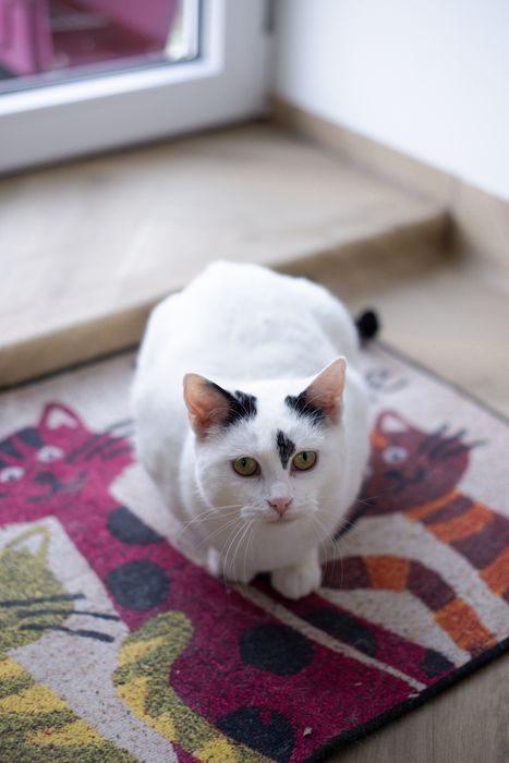 Urocza Białka czeka na dom