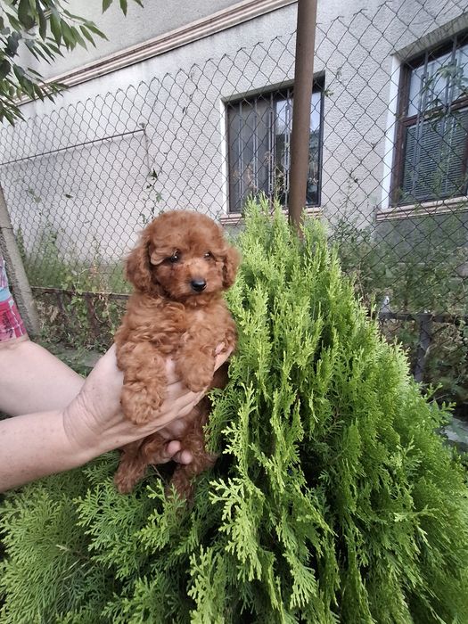 Продам гарних цуценят той-пулеля.