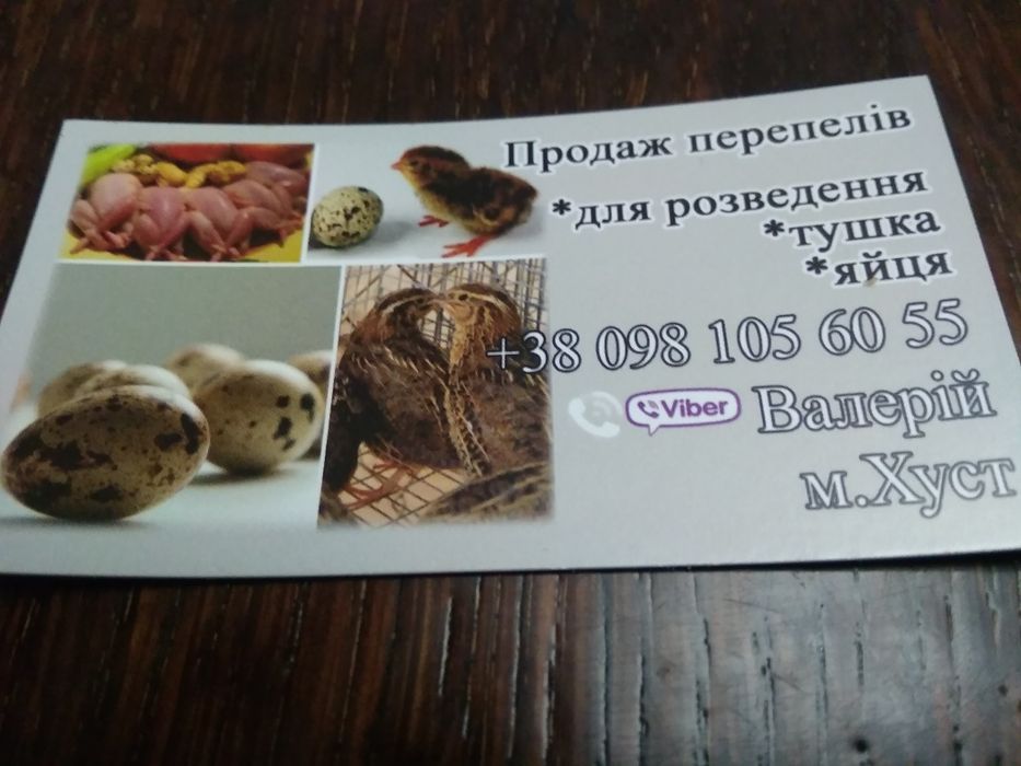 Інкубаційні перепелині яйця