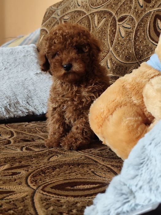 Pudel Toy Red Piesek