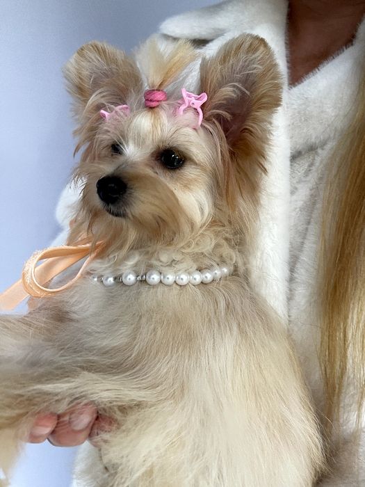 Ідеальна Помапу для вашого дому