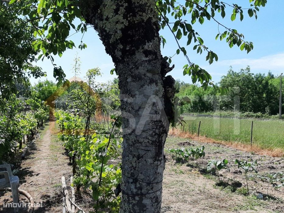 Terreno De 1.730M² Em Canas De Senhorim