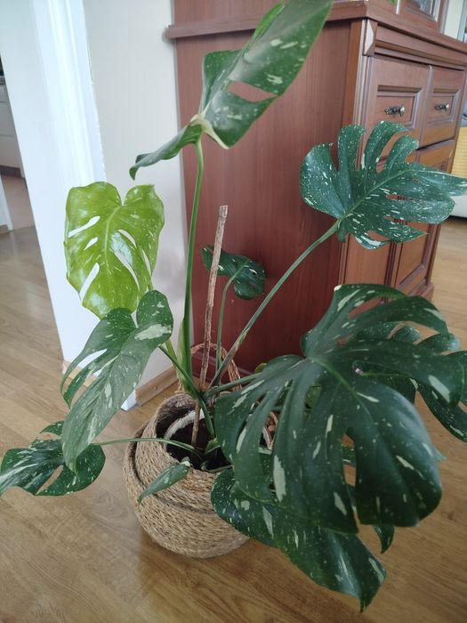 Monstera kwiat domowy