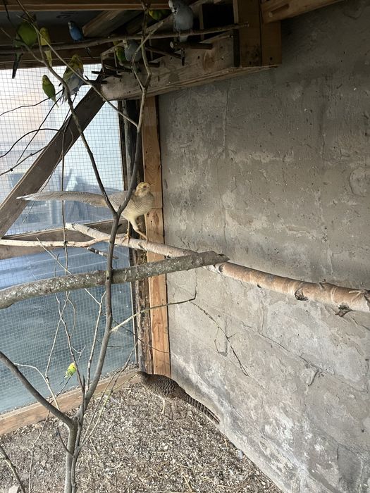 Sprzedam bażanty ozdobne para