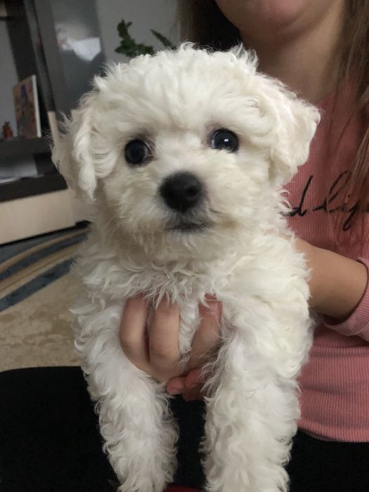 Бішон Фрізе цуценята,щенки Бишон фризе.Доставка по регіону.