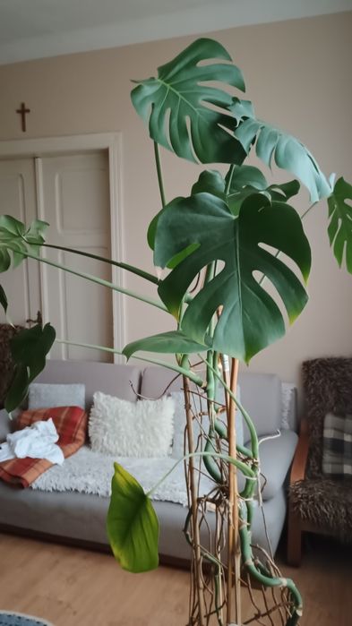 Monstera Olbrzymia